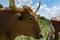 Closeup profile of brown Longhorn bull