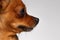 Closeup profile Brown Toy Terrier on White