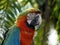 Closeup Profile of Colorful Harlequin Macaw