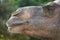 Closeup profile of a Dromedary Camel, Camelus dromedarius, or Somali camel or Arabian camel