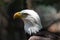 Closeup profile of the head of a majestic Bald Eagle