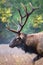 Closeup profile of huge male elk facing left