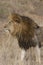 Closeup profile of a massive male lion head