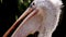 Closeup profile of pelican bird