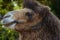 Closeup profile portrait of a Bactrian Camel, Camelus bactrianus