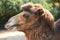Closeup profile portrait of a Bactrian Camel, Camelus bactrianus