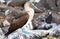 Closeup profile portrait of blue footed booby