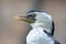 Closeup profile portrait of cormorant