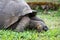 Closeup profile portrait of domed Galapagos Giant Tortoise grazing on grass with open mouth