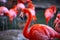 Closeup profile portrait of a pink flamingo. A group of flamingoes. Pink flamingos against green background