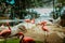 Closeup profile portrait of a pink flamingo. A group of flamingoes. Pink flamingos against green background