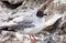 Closeup profile portrait of swallow-tailed gull perched on rocks