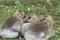A closeup profile shot of canada geese goslings.