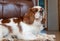 A closeup profile shot of a single  Blenheim Cavalier King Charles Spaniel