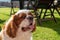 A closeup profile shot of a single isolated Blenheim Cavalier King Charles Spaniel