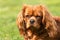 A closeup profile shot of a single isolated ruby Cavalier King Charles Spaniel