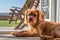 A closeup profile shot of a single  ruby Cavalier King Charles Spaniel