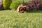 A closeup profile shot of a single  ruby Cavalier King Charles Spaniel