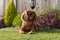 A closeup profile shot of a single  ruby Cavalier King Charles Spaniel