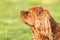 A closeup profile shot of a single  ruby Cavalier King Charles Spaniel