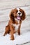 A closeup profile shot of a sleepy Blenheim Cavalier King Charles Spaniel