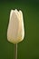 Closeup profile vertical view of single spring white unopened tulip flower on dark green background in the garden, Dublin