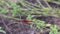 Closeup profile view of A beautiful red dragonfly perching