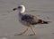 Closeup profile view of young Western Gull with second winter plumage walking on beach