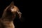 Closeup Profile of Young Burma Kitty on Isolated Black Background