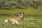 Closeup of a Pronghorn lying in a field covered in greenery in the Yellowstone National Park, the US