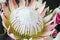 Closeup protea in bouquet