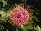 Closeup Protea pincushion flower in full bloom