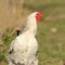 Closeup of proud rooster