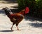 Closeup of a proud rooster perched on a rocky surface