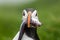 Closeup of a puffin returning to its burrow with a large fish in its beak. Mykines Island, Faroe Isalnds