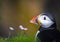 Closeup of Puffin on Saltee Island Ireland