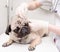 Closeup pug dog having a check-up in his ear by a veterinarian