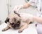 Closeup pug dog having a check-up in his ear by a veterinarian