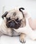 Closeup pug dog having a check-up in his ear by a veterinarian. isolated