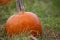 Closeup of Pumpkin at Farm Pumpkin Patch