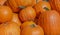 Closeup of Pumpkins