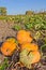 Closeup pumpkins