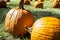 Closeup pumpkins in field