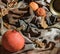 Closeup of pumpkins on the gray fabric, food still life