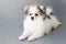 Closeup puppy pomeranian with grey background, dog healthy concept