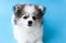 Closeup puppy pomeranian looking at something with light blue ba