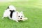 Closeup puppy pomeranian playing on green grass nature background, dog healthy concept, selective focus