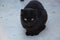 Closeup of a pure black domestic cat with fierce eyes