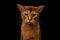 Closeup Purebred abyssinian cat portrait isolated on black background