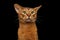 Closeup Purebred abyssinian cat portrait isolated on black background